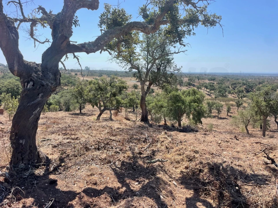 Quinta para Venda em Abela Foto 21