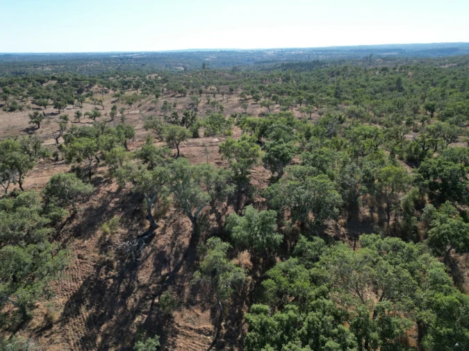 Quinta para Venda em Abela Foto 8