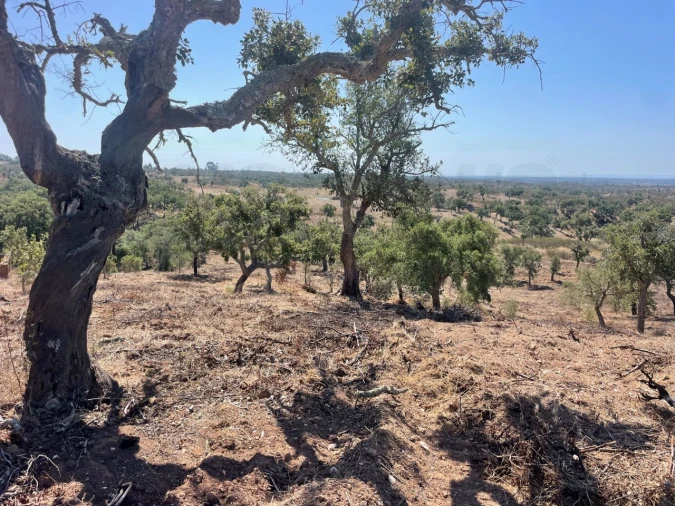 Quinta para Venda em Abela Foto 21