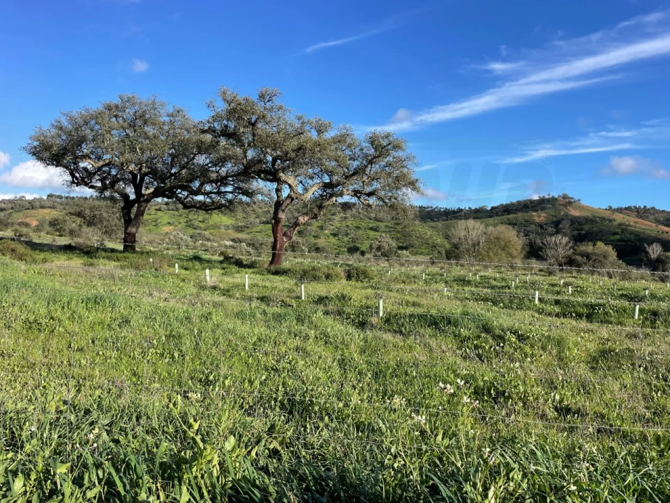 Quinta para Venda em Garvão e Santa Luzia Foto 25