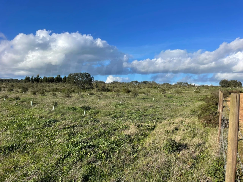 Quinta para Venda em Garvão e Santa Luzia Foto 26