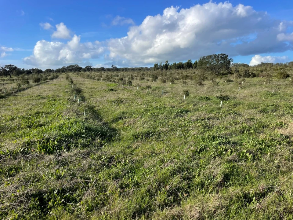 Quinta para Venda em Garvão e Santa Luzia Foto 28