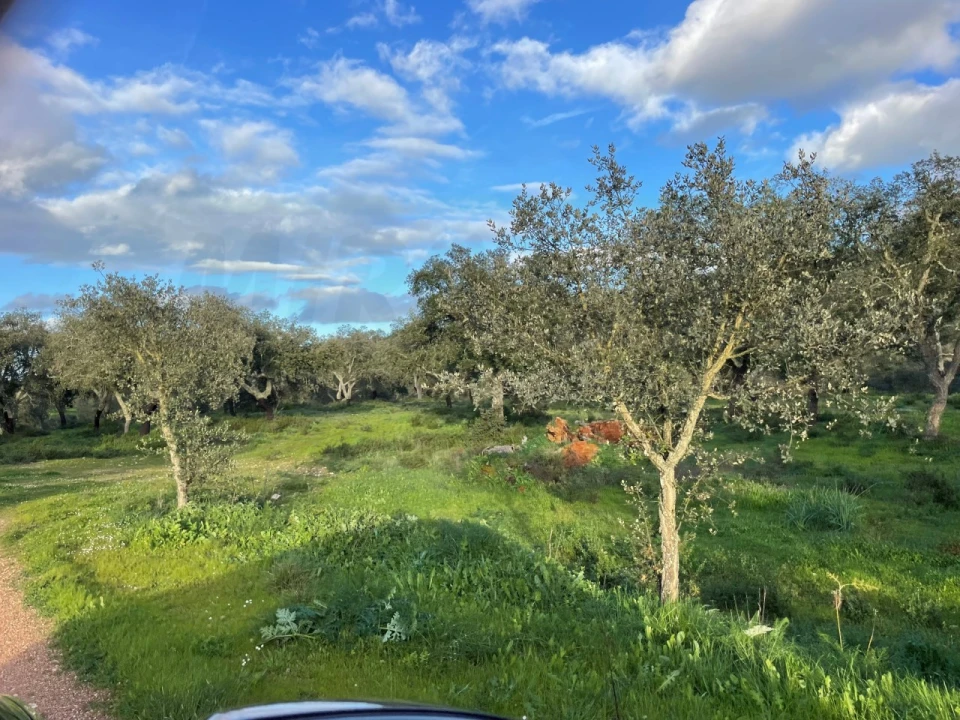 Quinta para Venda em Garvão e Santa Luzia Foto 62