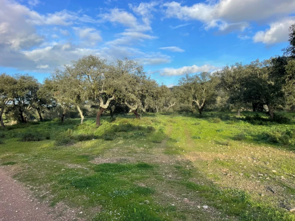 Quinta para Venda em Garvão e Santa Luzia Foto 63