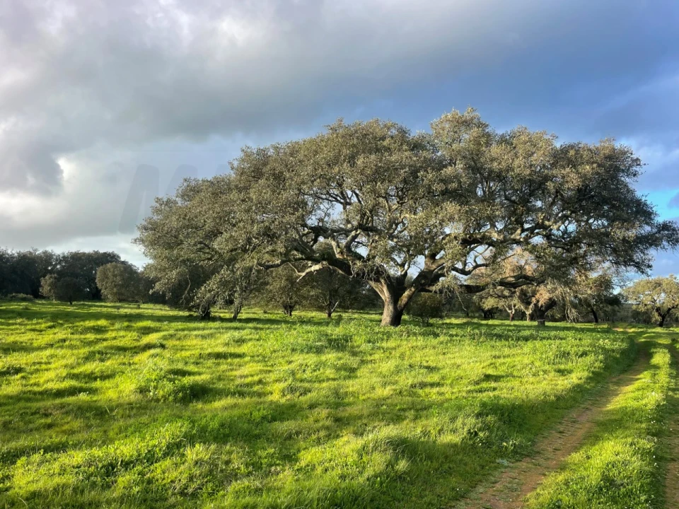 Quinta para Venda em Garvão e Santa Luzia Foto 70