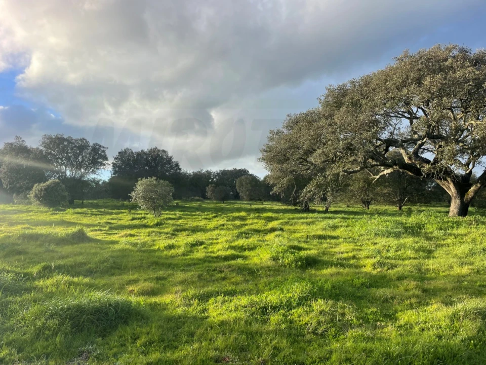 Quinta para Venda em Garvão e Santa Luzia Foto 71