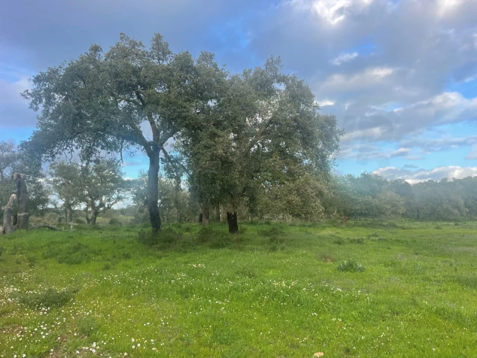 Quinta para Venda em Garvão e Santa Luzia Foto 73