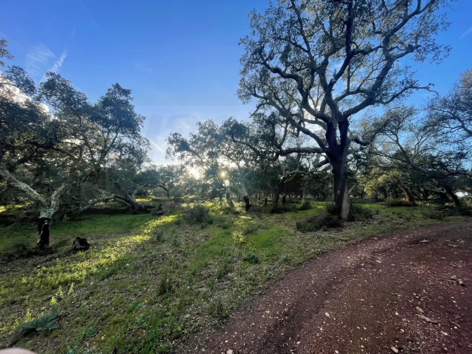 Quinta para Venda em Garvão e Santa Luzia Foto 77