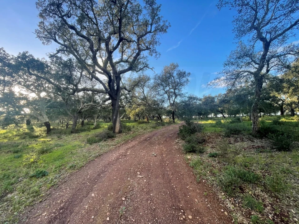 Quinta para Venda em Garvão e Santa Luzia Foto 78