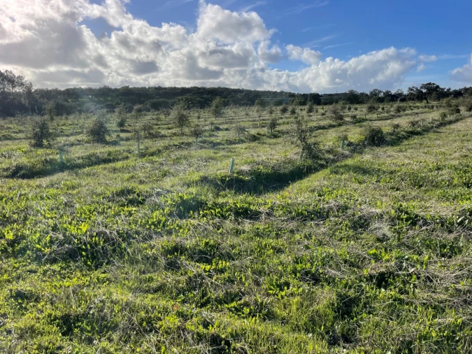 Quinta para Venda em Garvão e Santa Luzia Foto 27