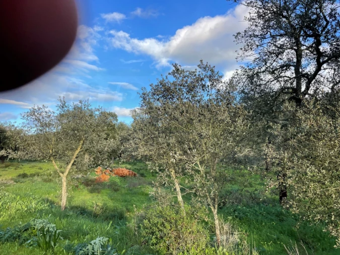 Quinta para Venda em Garvão e Santa Luzia Foto 61