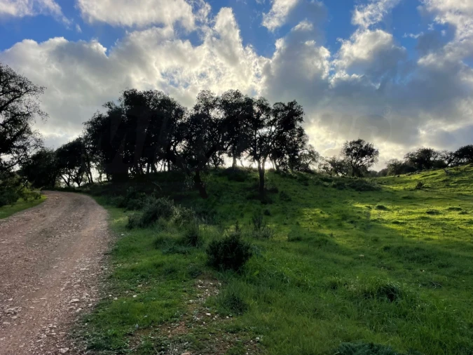 Quinta para Venda em Garvão e Santa Luzia Foto 68