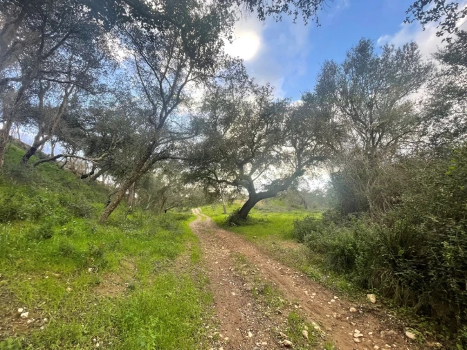 Quinta para Venda em Garvão e Santa Luzia Foto 75