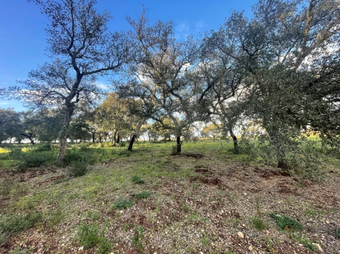Quinta para Venda em Garvão e Santa Luzia Foto 80