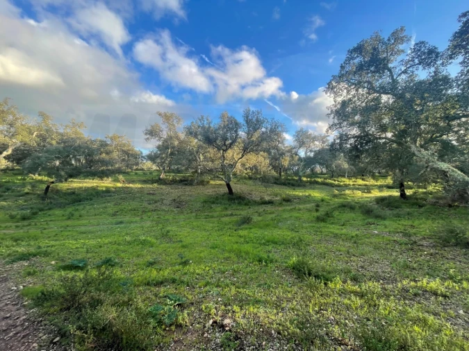 Quinta para Venda em Garvão e Santa Luzia Foto 81