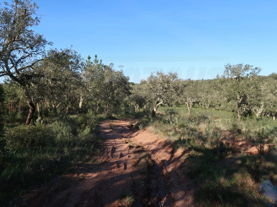 Quinta para Venda em Santiago do Cacém, Santa Cruz e São Bartolomeu da Serra Foto 7