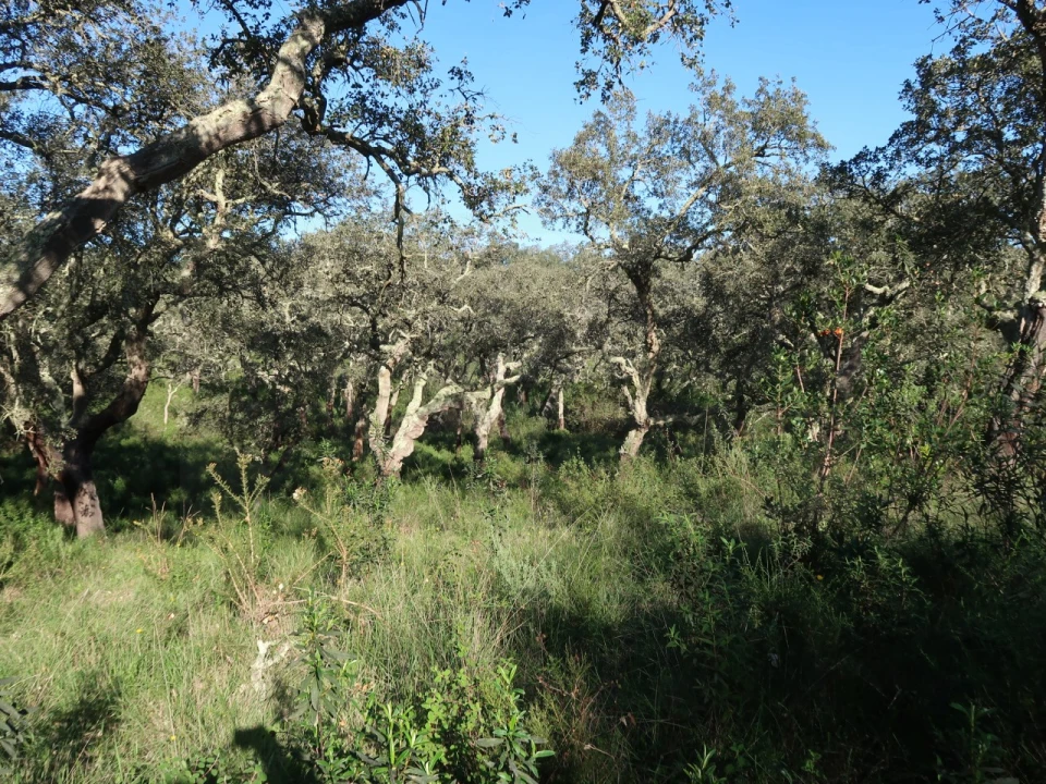 Quinta para Venda em Santiago do Cacém, Santa Cruz e São Bartolomeu da Serra Foto 9