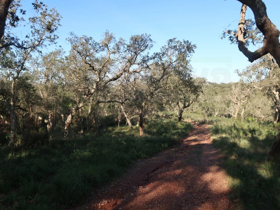 Quinta para Venda em Santiago do Cacém, Santa Cruz e São Bartolomeu da Serra Foto 11