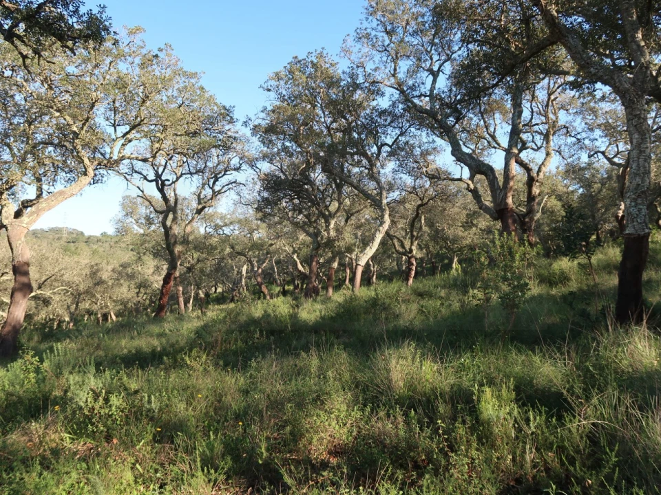 Quinta para Venda em Santiago do Cacém, Santa Cruz e São Bartolomeu da Serra Foto 12