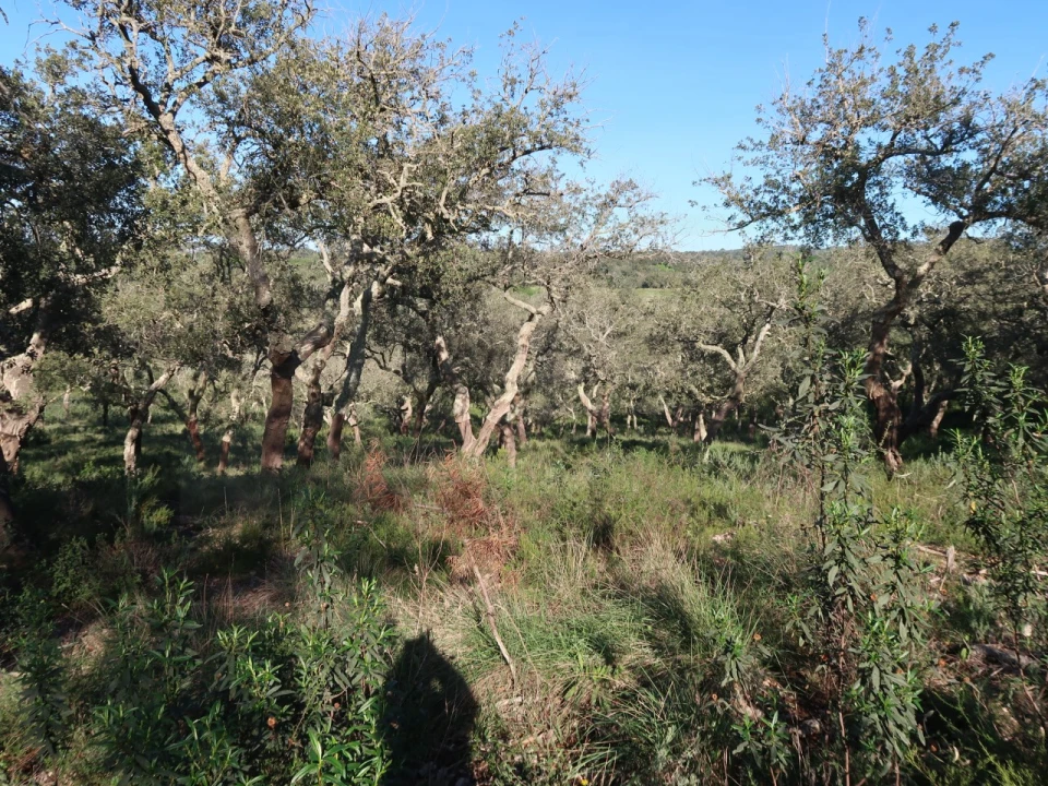 Quinta para Venda em Santiago do Cacém, Santa Cruz e São Bartolomeu da Serra Foto 14