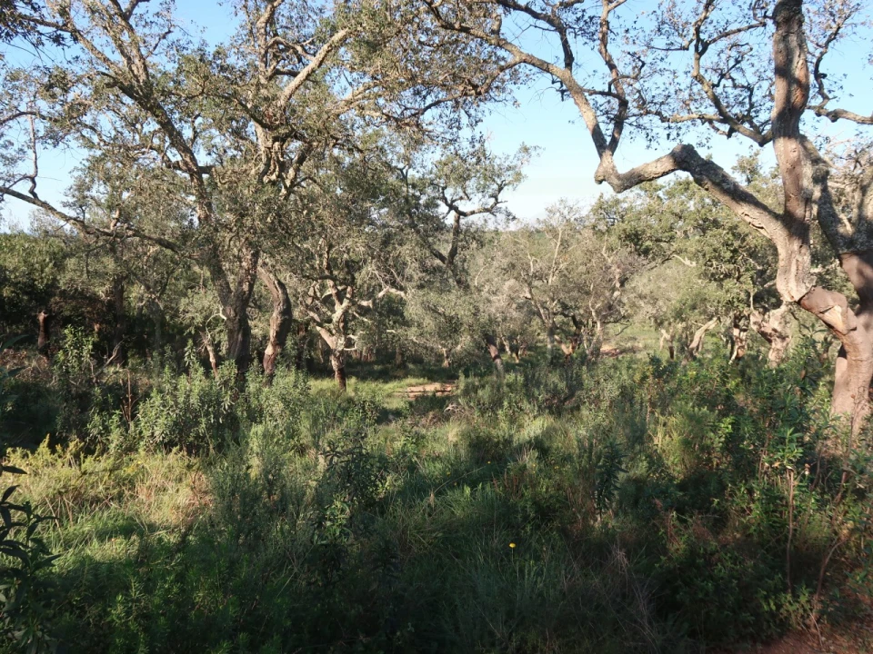 Quinta para Venda em Santiago do Cacém, Santa Cruz e São Bartolomeu da Serra Foto 16
