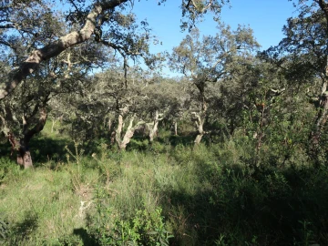 Quinta para Venda em Santiago do Cacém, Santa Cruz e São Bartolomeu da Serra