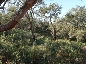 Quinta para Venda em Santiago do Cacém, Santa Cruz e São Bartolomeu da Serra