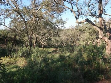 Quinta para Venda em Santiago do Cacém, Santa Cruz e São Bartolomeu da Serra