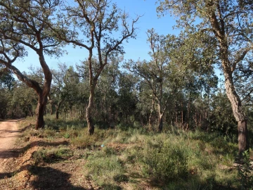 Quinta para Venda em Santiago do Cacém, Santa Cruz e São Bartolomeu da Serra