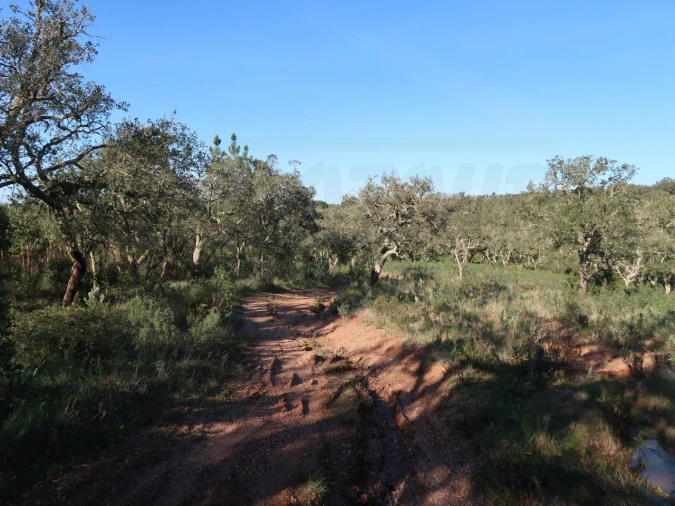 Quinta para Venda em Santiago do Cacém, Santa Cruz e São Bartolomeu da Serra Foto 7