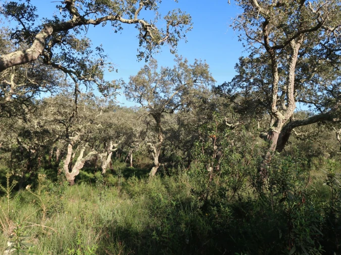 Quinta para Venda em Santiago do Cacém, Santa Cruz e São Bartolomeu da Serra Foto 8