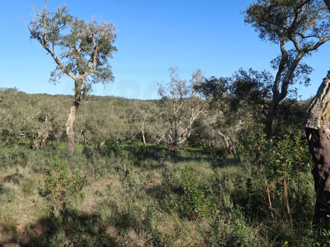 Quinta para Venda em Santiago do Cacém, Santa Cruz e São Bartolomeu da Serra Foto 10