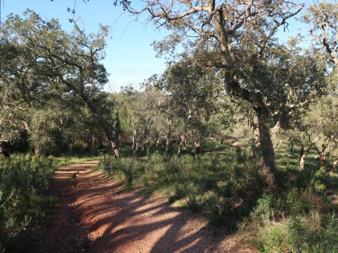 Quinta para Venda em Santiago do Cacém, Santa Cruz e São Bartolomeu da Serra Foto 15