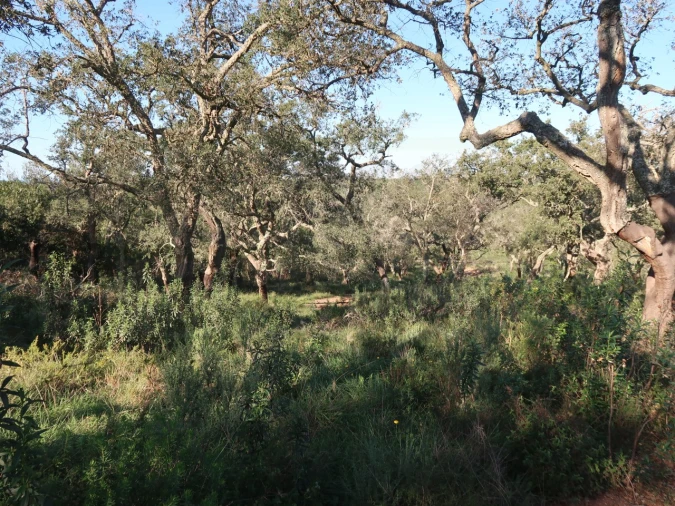 Quinta para Venda em Santiago do Cacém, Santa Cruz e São Bartolomeu da Serra Foto 16