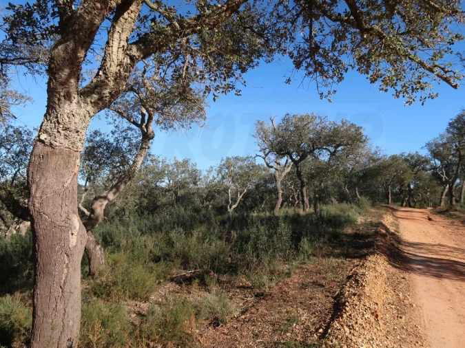 Quinta para Venda em Santiago do Cacém, Santa Cruz e São Bartolomeu da Serra Foto 18