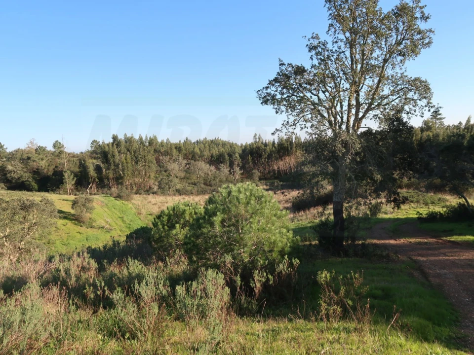 Quinta para Venda em Santiago do Cacém, Santa Cruz e São Bartolomeu da Serra Foto 12