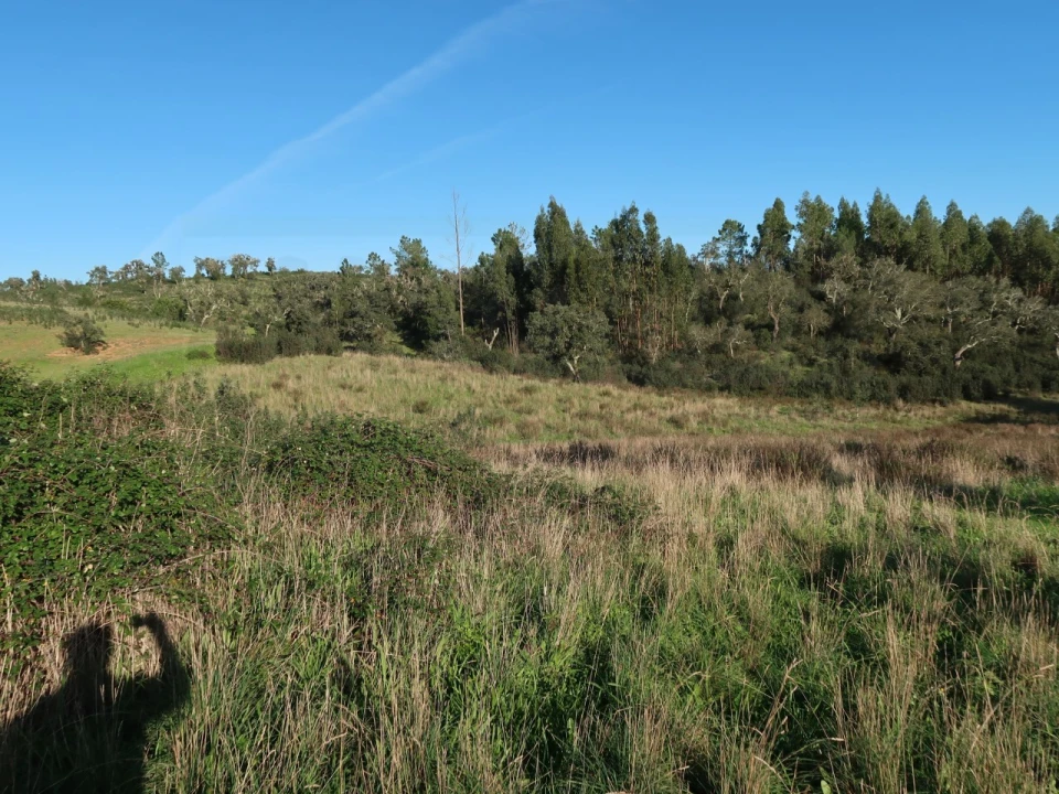 Quinta para Venda em Santiago do Cacém, Santa Cruz e São Bartolomeu da Serra Foto 14