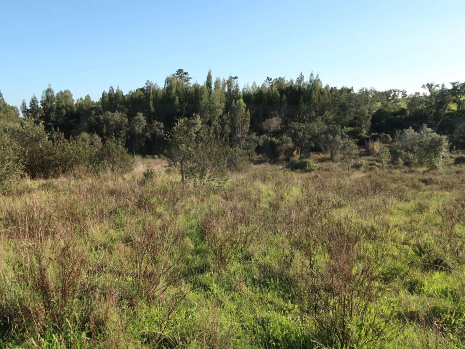Quinta para Venda em Santiago do Cacém, Santa Cruz e São Bartolomeu da Serra Foto 16