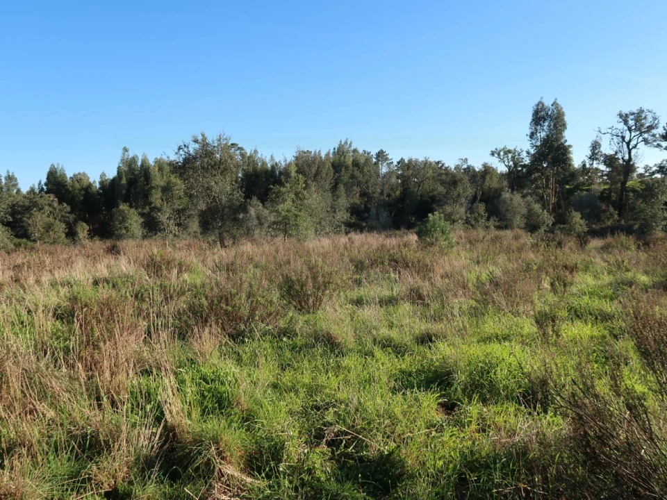 Quinta para Venda em Santiago do Cacém, Santa Cruz e São Bartolomeu da Serra Foto 22