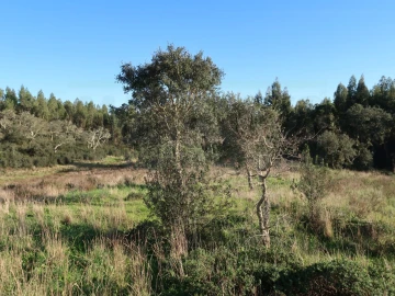 Quinta para Venda em Santiago do Cacém, Santa Cruz e São Bartolomeu da Serra