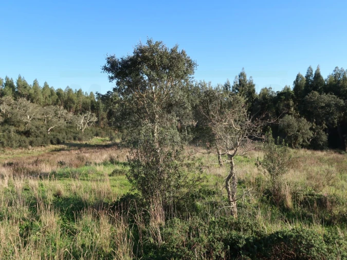 Quinta para Venda em Santiago do Cacém, Santa Cruz e São Bartolomeu da Serra Foto 15