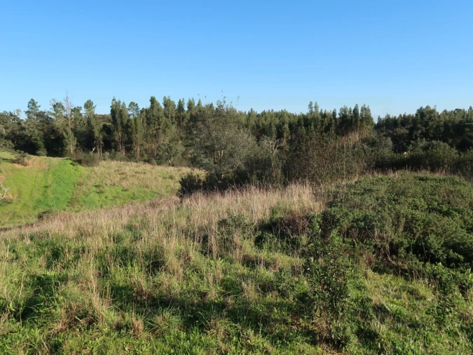 Quinta para Venda em Santiago do Cacém, Santa Cruz e São Bartolomeu da Serra Foto 19