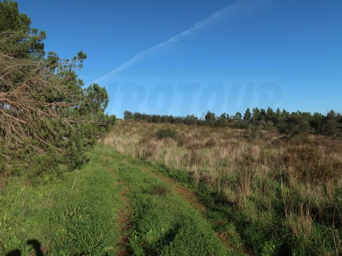 Quinta para Venda em Santiago do Cacém, Santa Cruz e São Bartolomeu da Serra Foto 20