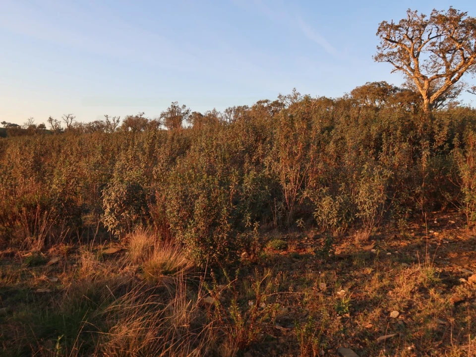 Terreno Agricola ou Rústico para Venda em Cercal Foto 10