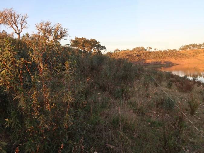 Terreno Agricola ou Rústico para Venda em Cercal Foto 11