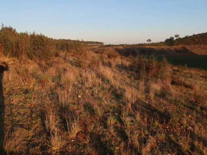 Terreno Agricola ou Rústico para Venda em Cercal Foto 13