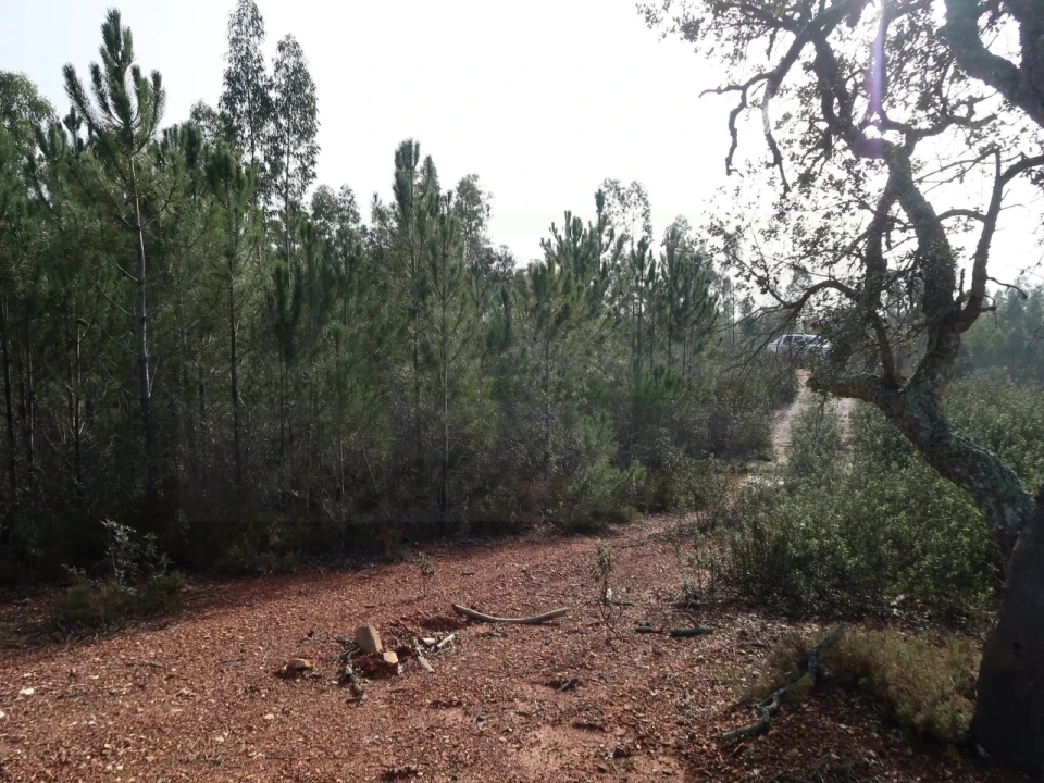 Terreno Agricola ou Rústico para Venda em São Domingos e Vale de Água Foto 10