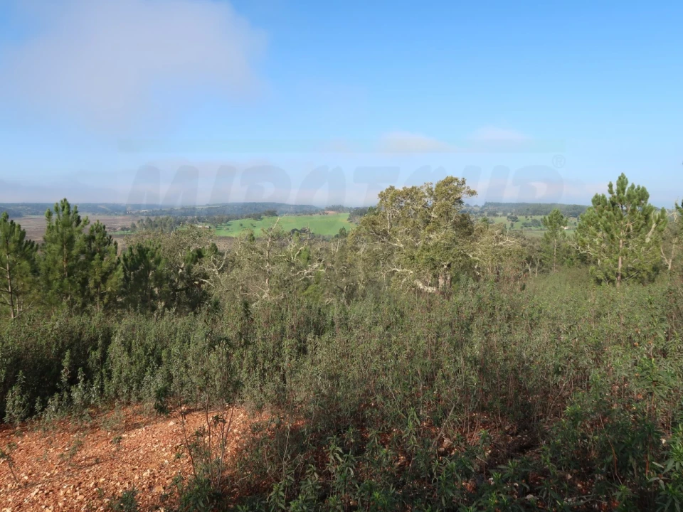 Terreno Agricola ou Rústico para Venda em São Domingos e Vale de Água Foto 11