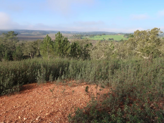 Terreno Agricola ou Rústico para Venda em São Domingos e Vale de Água Foto 5