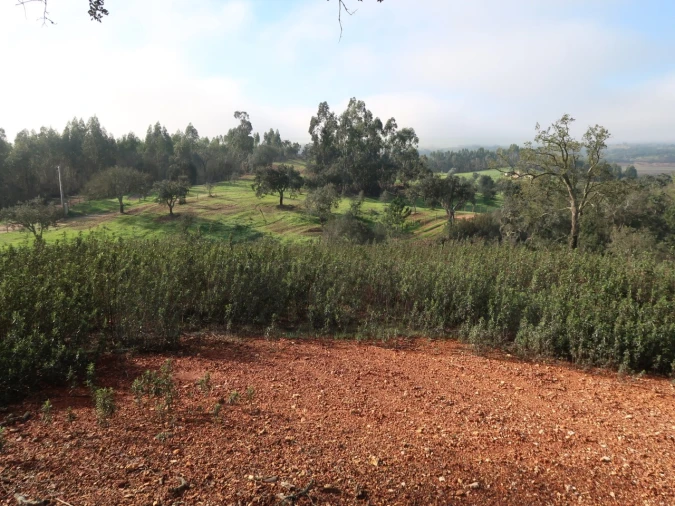 Terreno Agricola ou Rústico para Venda em São Domingos e Vale de Água Foto 8